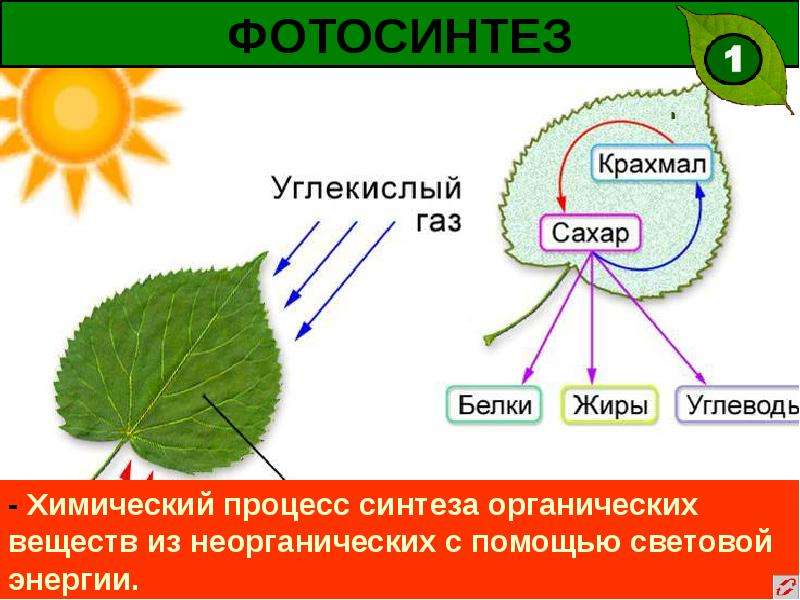 Схема фотосинтеза растений