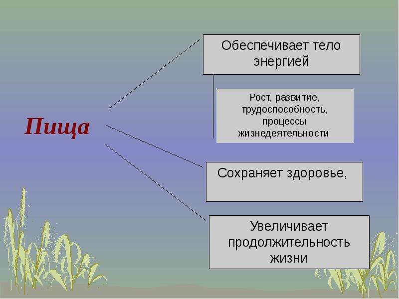 Экологические факторы 8 класс презентация