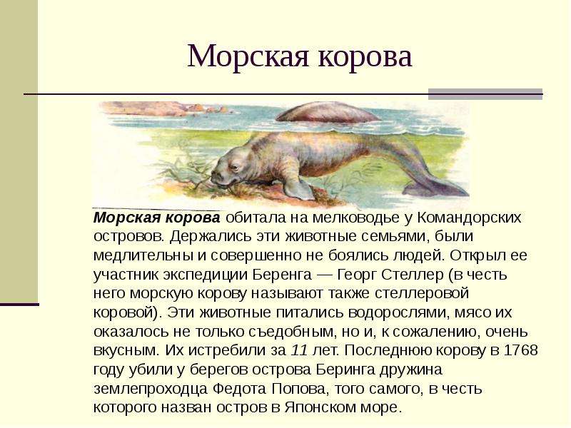 Презентация морская корова