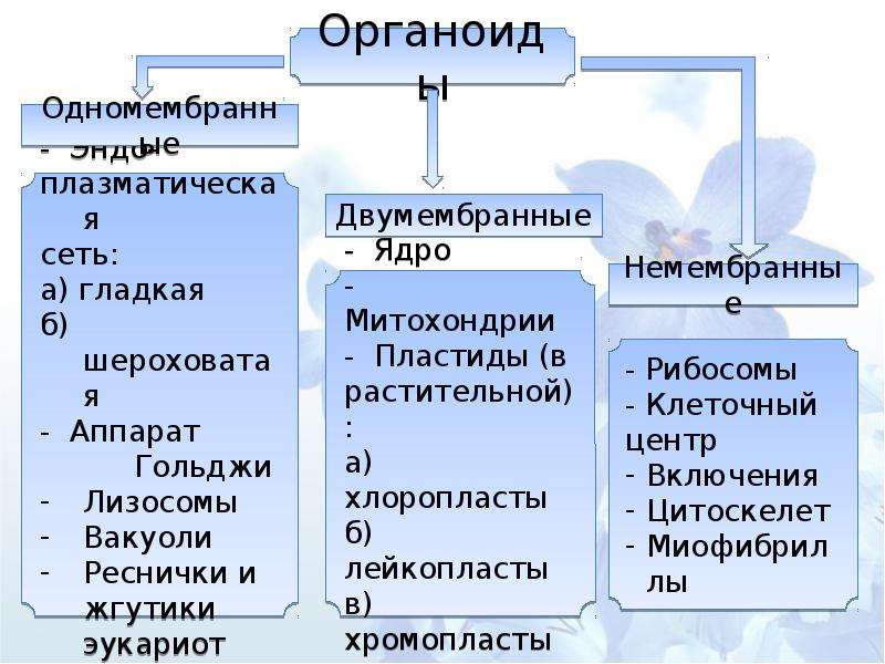 К немембранным органоидам клетки относятся. Органоиды это.