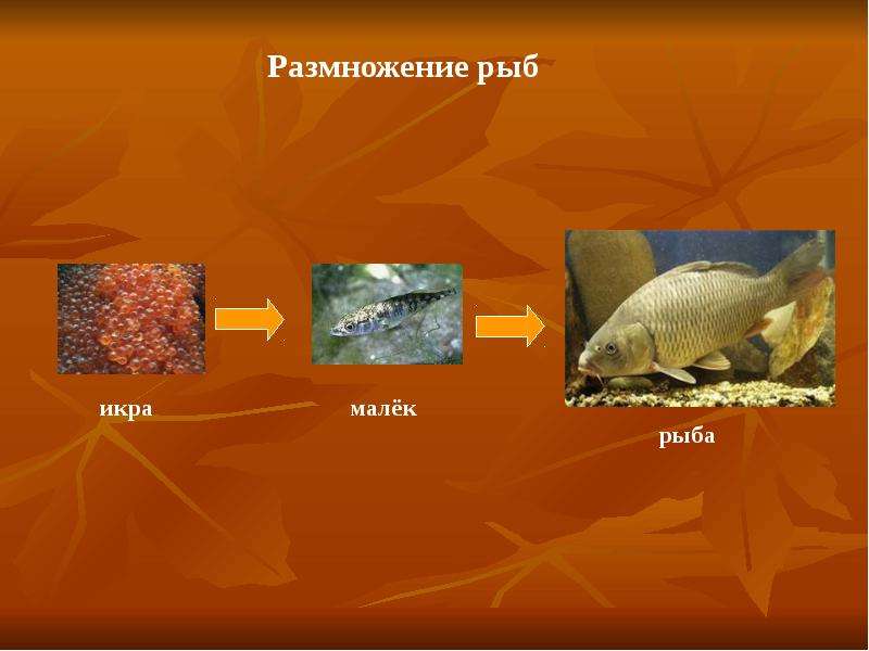 Размножение животных рыбы. Рыбы размножаются. Размножение рыб. Размножение животных. Размножение животных 3 класс.