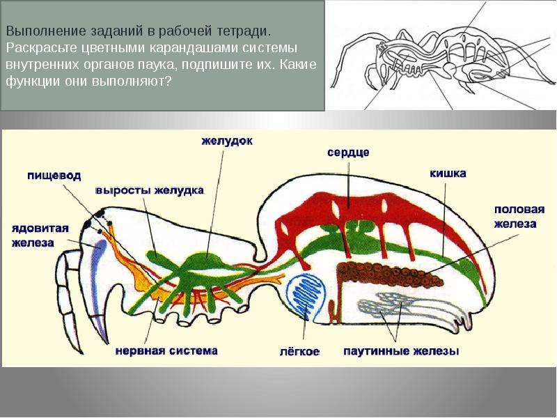 Рассмотрите рисунок раскрасьте цветными карандашами системы внутренних органов паука подпишите их