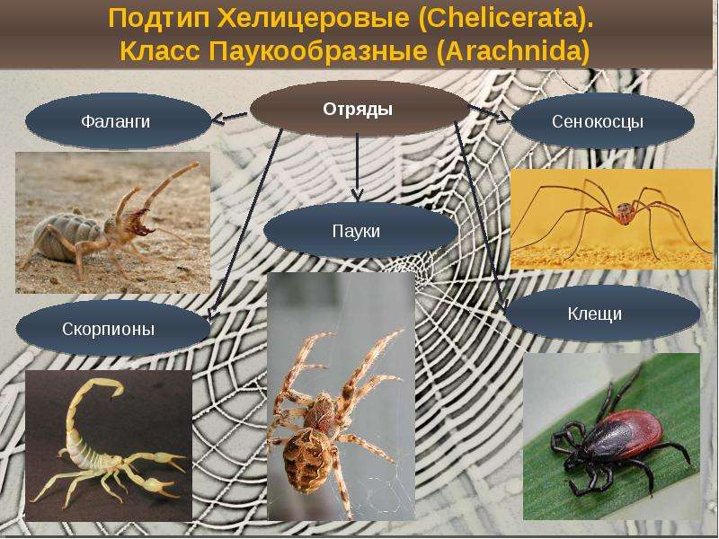Многообразие паукообразных и их значение в природе и жизни человека план презентации