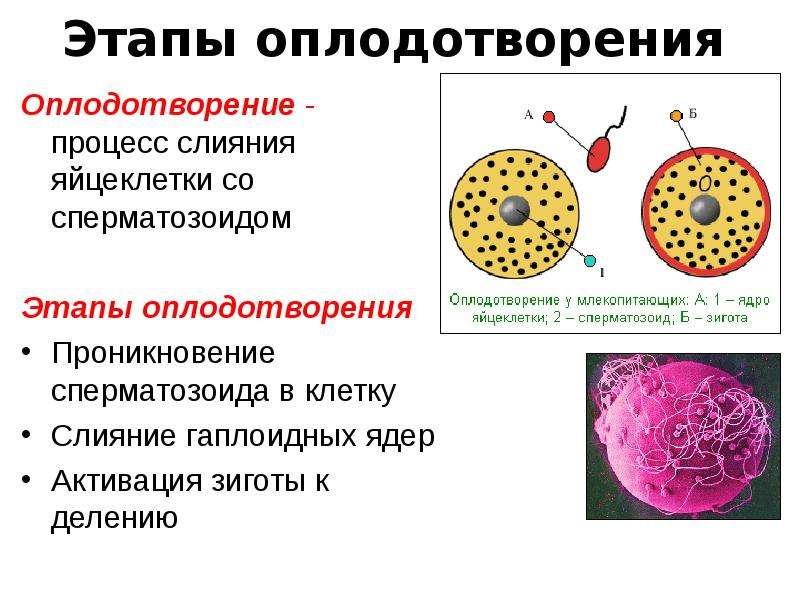 Презентация на тему оплодотворение