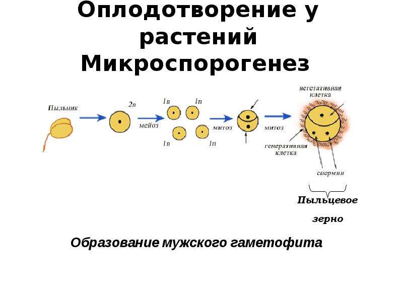 Проект на тему оплодотворение