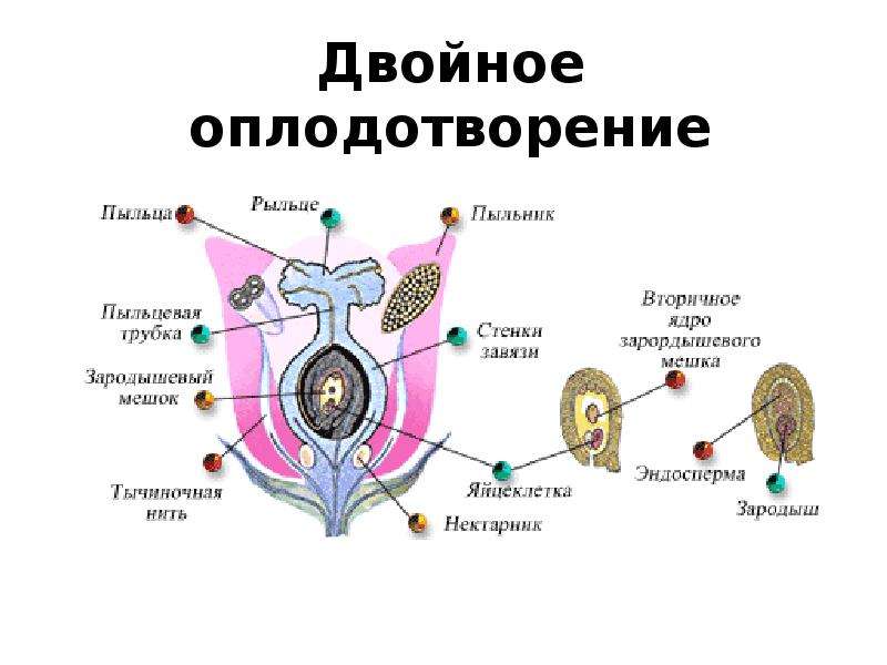 Презентация по биологии оплодотворение