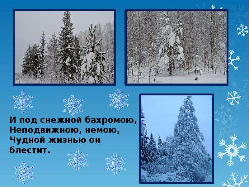 Стихотворение а т твардовского снега потемнеют синие. Под снежной бахромою Неподвижною. Чудесная жизнь леса зимой 3 класс. Ф.Тютчев Чародейкою зимою презентация 2 класс. Неподвижная, немая Снежная бахрома.