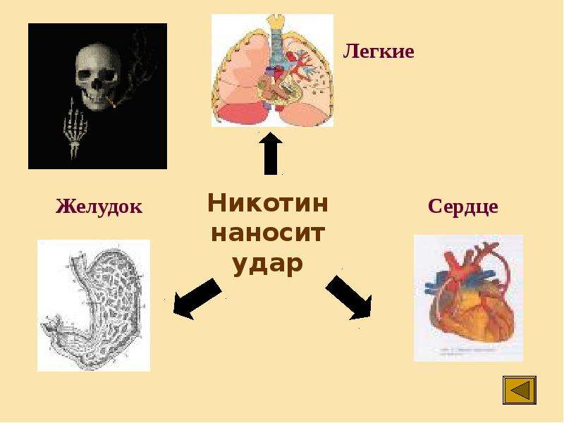 7 никотина. Желудок курильщика и здорового человека. Влияние никотина на желудок.