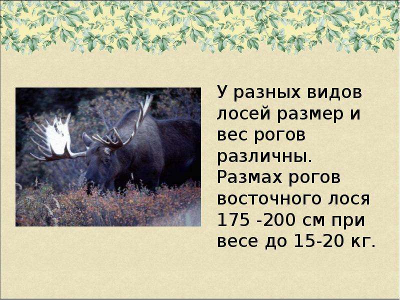 На поляну вышел лось. Лось презентация. Сообщение о Лосе. Лось презентация для детей. Лось описание.