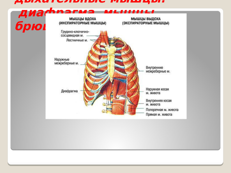 дыхательные мышцы:  диафрагма, мышцы брюшной полости  