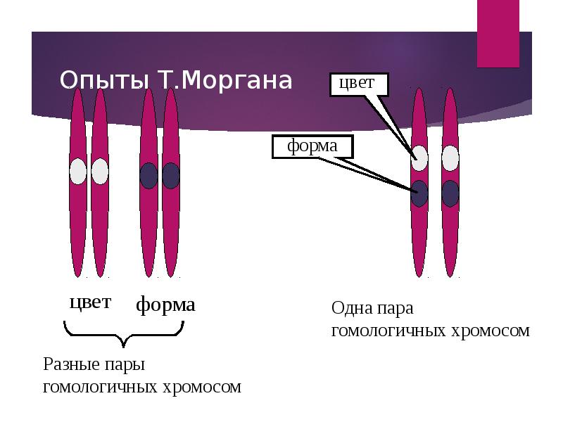 Реферат: Хромосомная теория наследственности. Закон Моргана