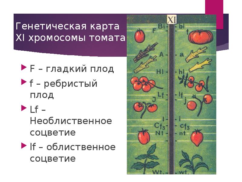 При скрещивании растения томата. Генетическая карта хромосомы томата. Хромосомная карта томата. Генетическая карта помидора. Наследственные томаты.