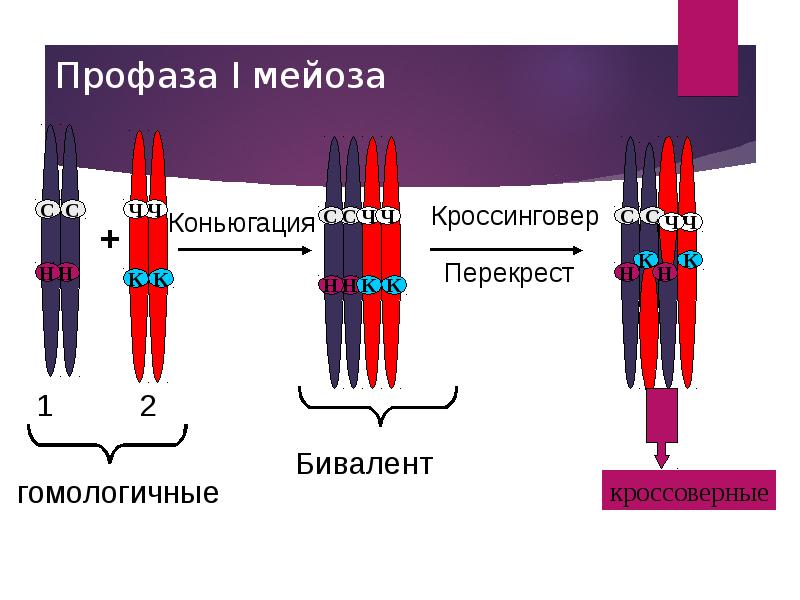 Бивалент образованный тремя парами гомологичных хромосом. Биваленты. Биваленты профаза 1. Биваленты и гомологичные хромосомы. Биваленты в мейозе это.