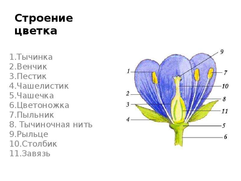 На рисунке стрелкой обозначен. Чашелистик пыльник завязь. Строение завязи цветка. Цветоножка строение. Строение цветка тычиночная нить.