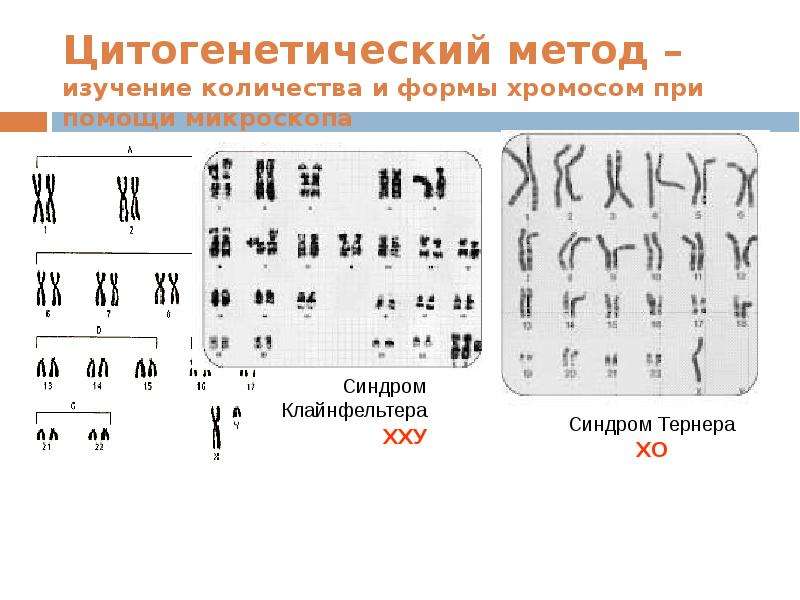 Цитогенетический метод картинки