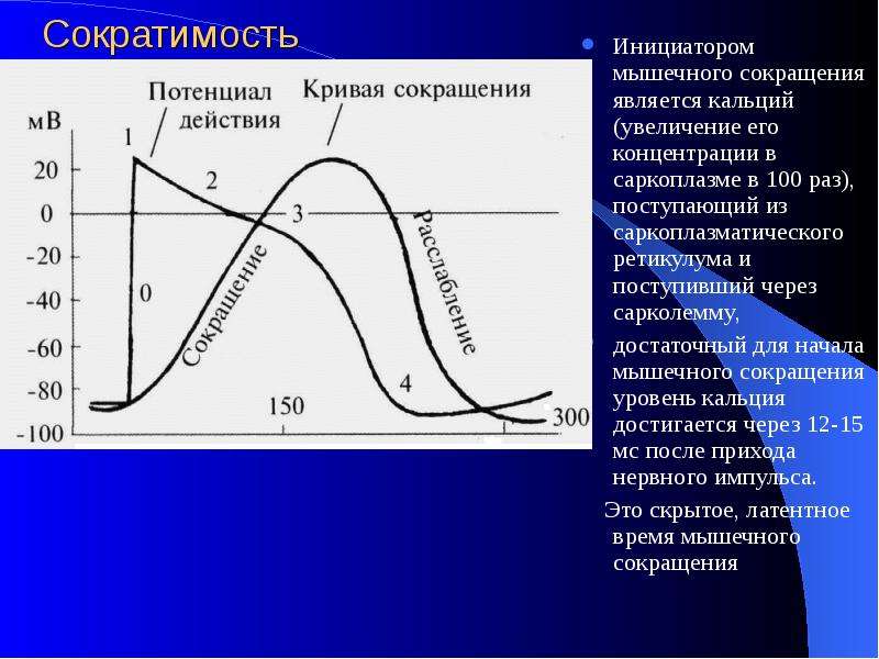 Сократимость повышена. Потенциал действия и мышечное сокращение. Сокращение сердечной мышцы физиология. Сократимость сердечной мышцы. Потенциал сокращения сердечной мышцы.