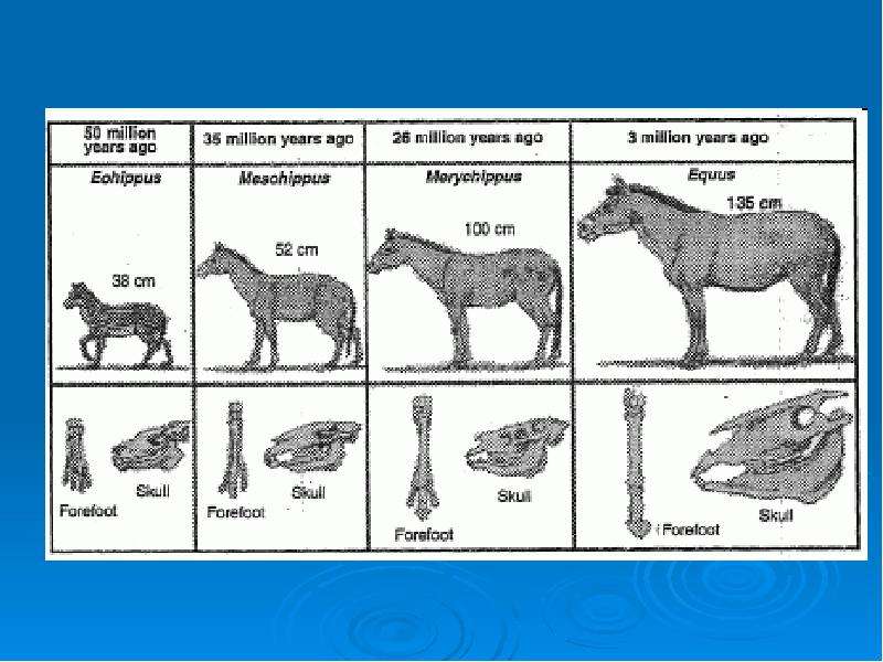 Как называют представленный на рисунке ряд предков современной лошади какие изменения произошли в