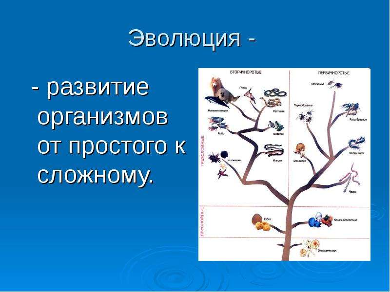 Развитие организмов от простого к сложному. Эволюция от простого к сложному. Процесс развития от простого к сложному. Эволюционное развитие организма.