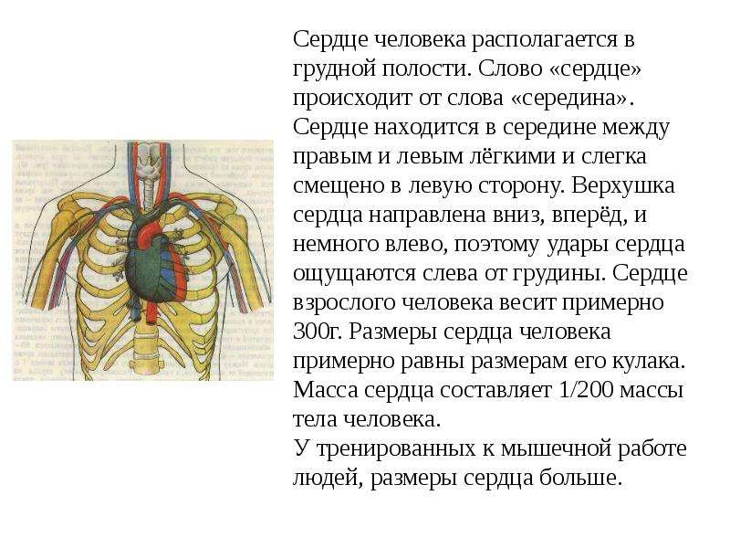 Презентация на тему сердце