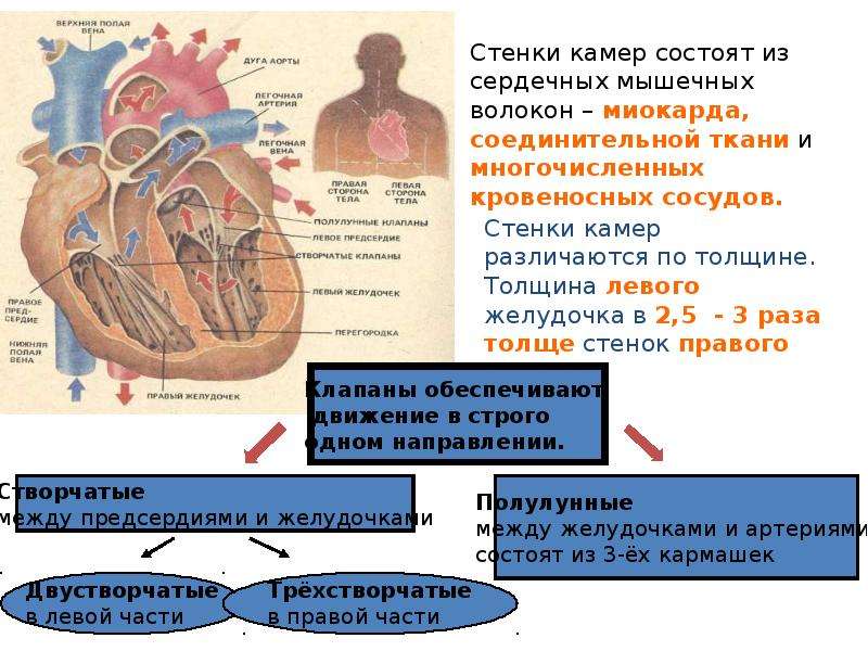 Из чего состоит сердечная стенка