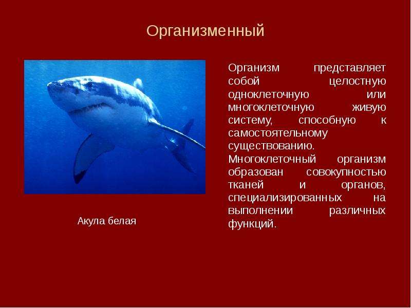 Что представляют собой организмы. Уровень организации жизни акулы. Двухклеточные организмы. Организменный уровень примеры. Многоклеточные организмы примеры.