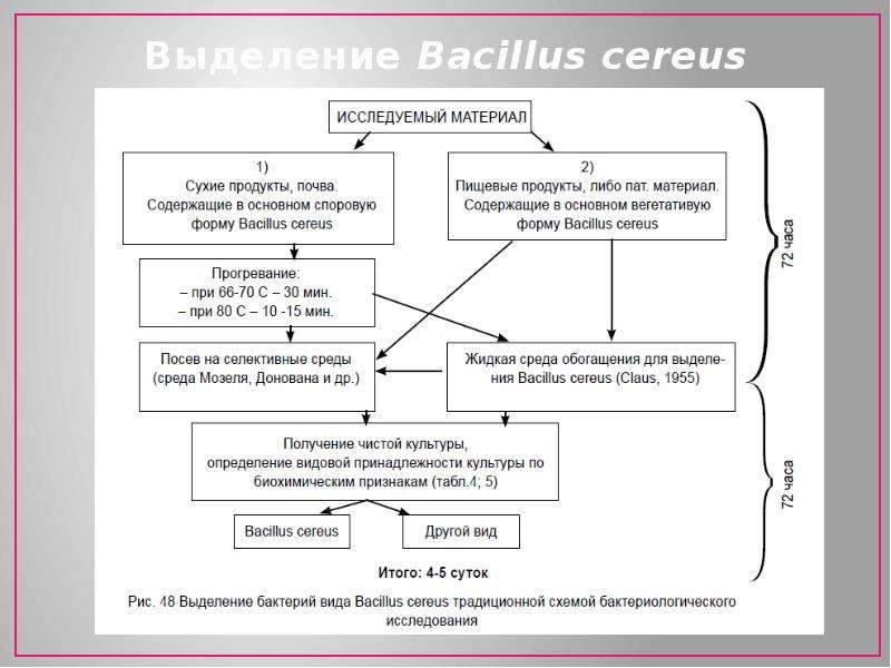 Курсовая работа по теме Роль Bacillus cereus в этиологии пищевых отравлений