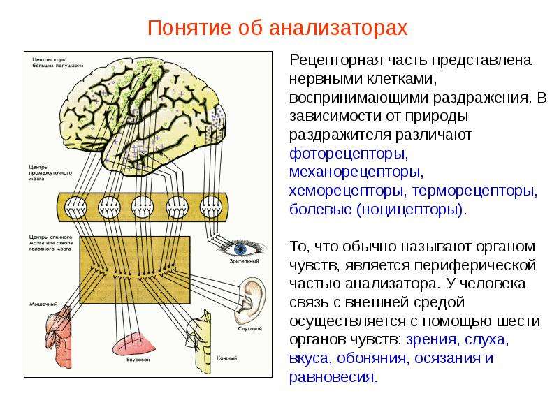 Характеристика анализаторов человека презентация