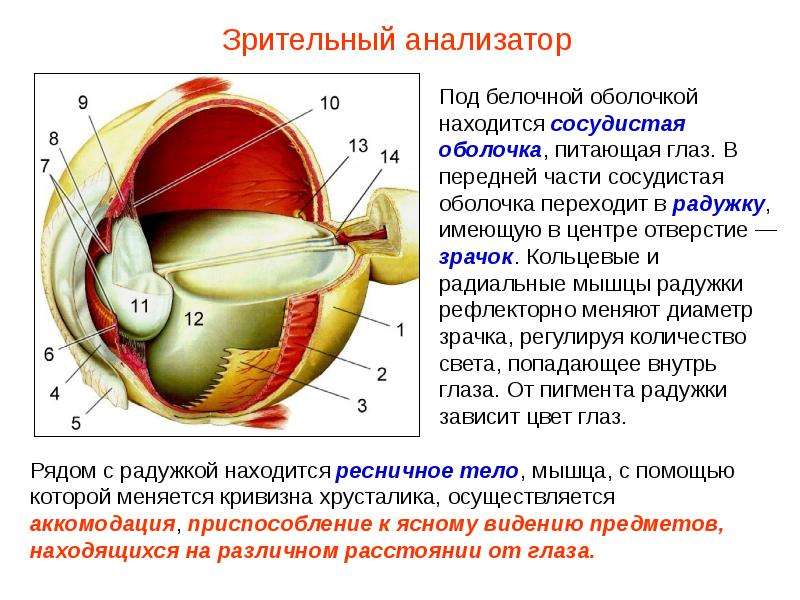 Зрительный анализатор картинка с подписями