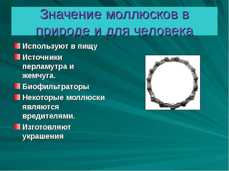 Значение моллюсков в природе и жизни. Моллюски значение для человека. Значение моллюсков для человека. Значение моллюсков в природе. Значение маллюск для человека.