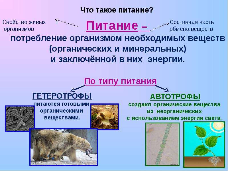 Разнообразие пищи и способов питания животных презентация 7 класс