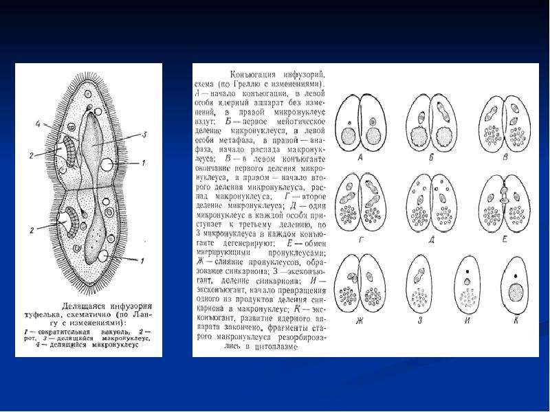 Стадии конъюгации инфузории