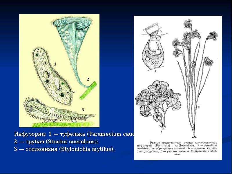 Презентация разнообразие инфузорий