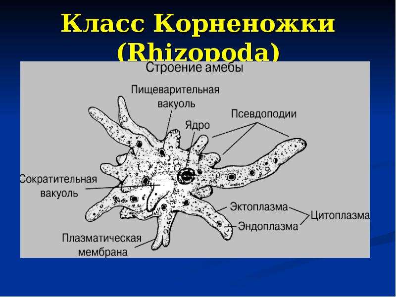 Каких животных объединяют в группу корненожки составьте план ответа об особенностях амебы