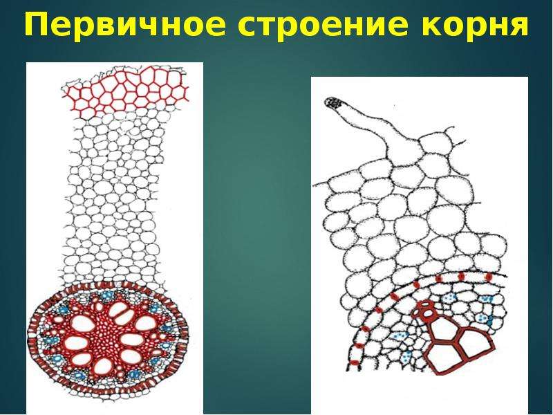 Первичное строение. Первичное Анатомическое строение корня ириса. Строение корня ириса. Первичное строение Корн. Строение корня первичного строения.