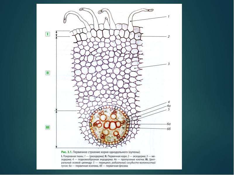 На рисунке изображено микроскопическое строение корня в какой из зон был сделан срез
