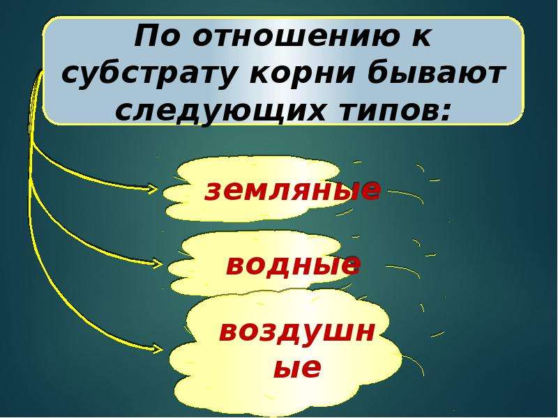 Корни бывают. Корни по отношению к субстрату. Классификация корней по отношению к субстрату. Тип корневой системы по отношению к субстрату. Корень отношения.