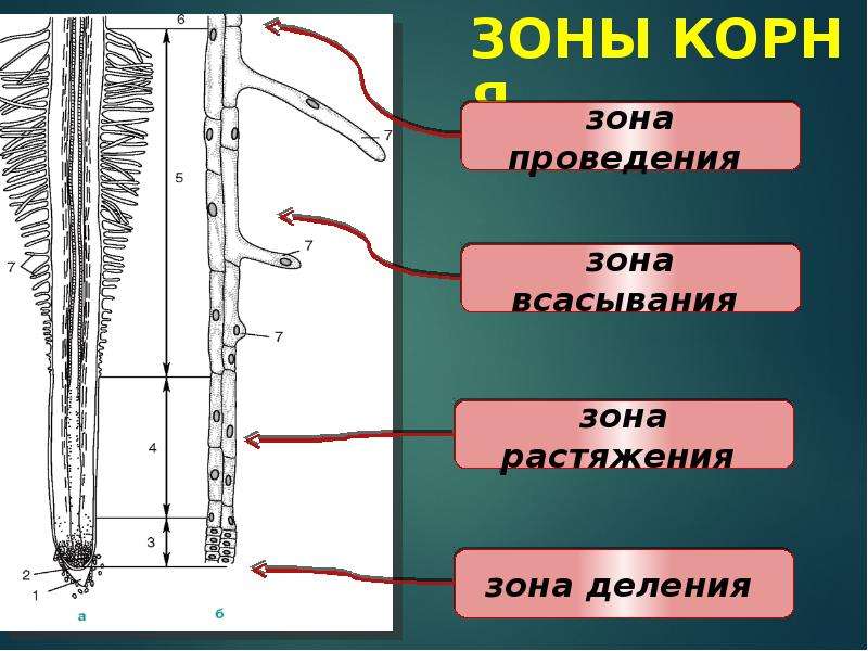 Особенности строения корня растения. Зона растяжения. Зоны корней. Зоны корня фото. Корневая система зоны корня.