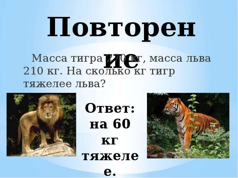 Сколько весил тигр. Вес тигра в среднем и Льва. Средняя масса Льва. Сколько весит Лев и тигр. Вес тигра и вес Льва.