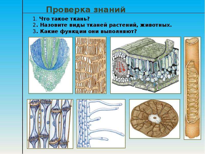 Животные ткани биология. Ткани растений и ткани животных. Опробковевшие ткани растений. Ткани растений Лимпопо. Вторичные ткани растений.