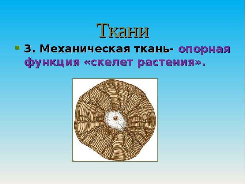 Механическая ткань функции. Опорно механические ткани. Функции опорно механической ткани. Механическая ткань водных растений. Функция опорной ткани.