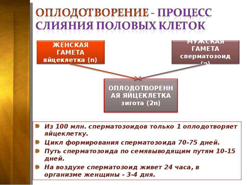 Презентация на тему половые органы