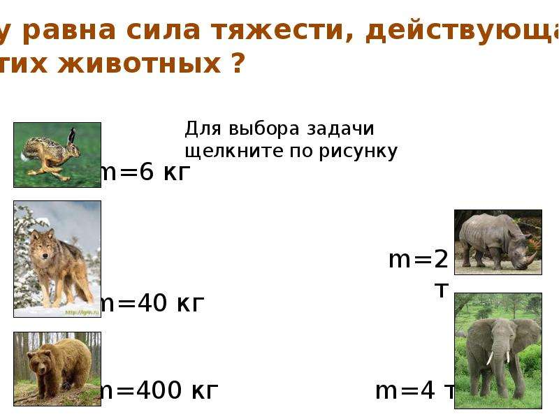 Крупная сила. Чему равна сила тяжести. Силы тяжести у животных. Что влияет на силу животных. Реферат влияние силы тяжести на животных.