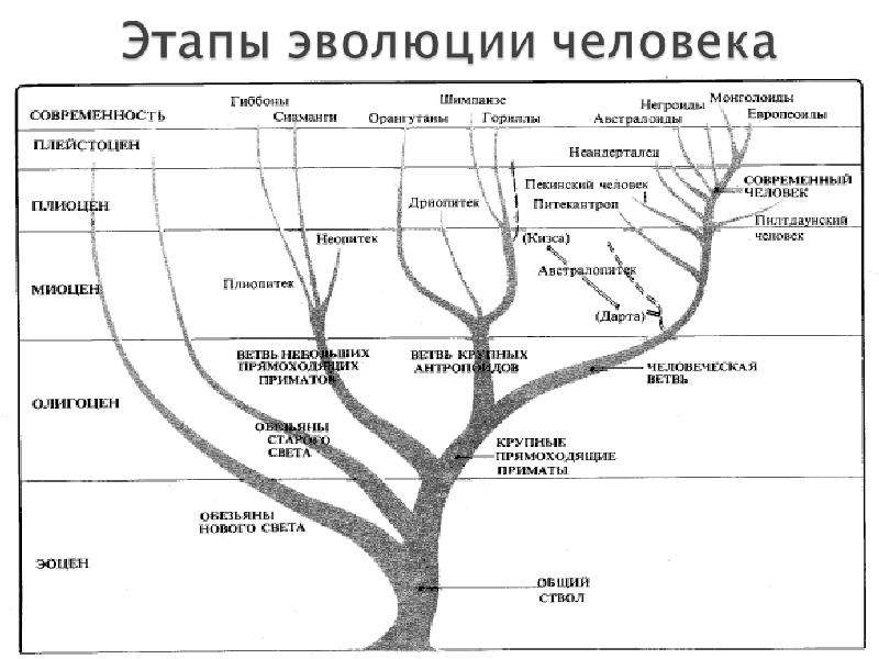 Схема личности в виде древа личности