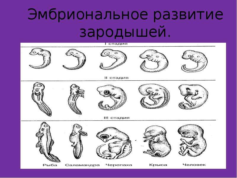 Назовите стадии развития зародыша млекопитающих уточните. Эмбриональные доказательства эволюции. Эмбриональное развитие таблица. Схема эмбрионального развития. Схема развития зародыша человека.