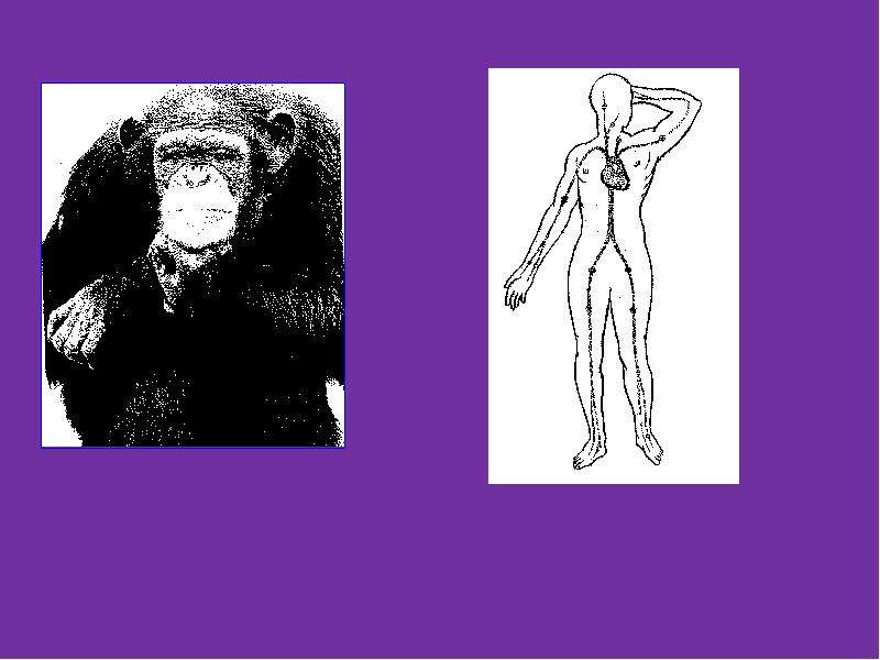Эволюционное происхождение человека 9 класс презентация. Доказательства эволюционного происхождения человека. Эволюционное происхождение человека 9 класс. Человек произошел от свиньи.