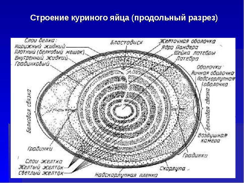 Куриное яйцо в разрезе рисунок