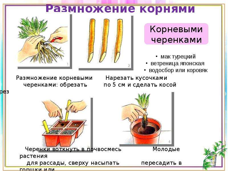 Размножение корешками