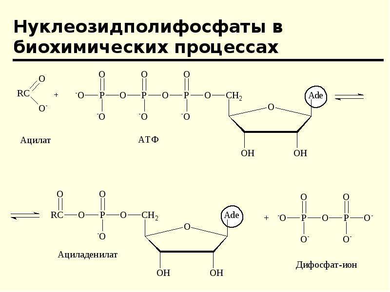 Белки нуклеиновые кислоты атф