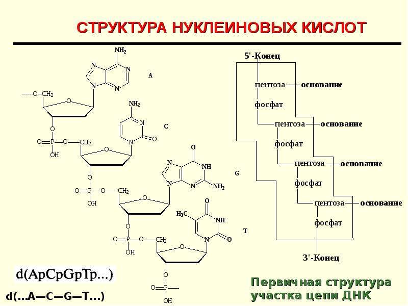 Нуклеиновые кислоты презентация 9 класс биология