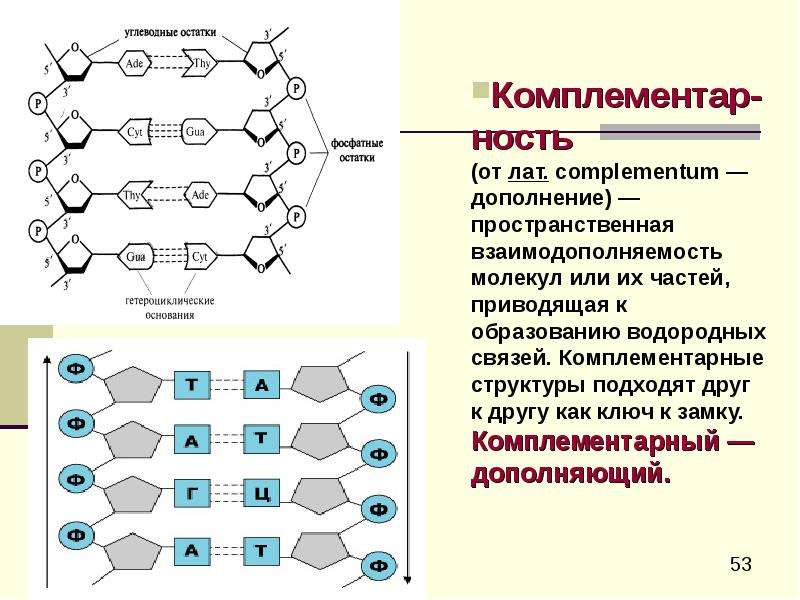 Нуклеиновые кислоты презентация 10 класс биология